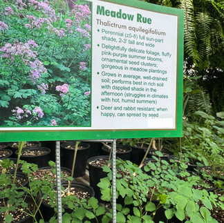 Meadow Rue