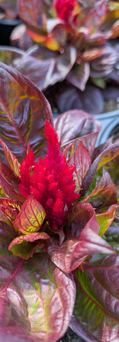'Burning Embers' Celosia