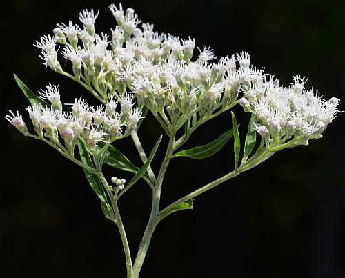 Photo credit: Missouriplants.com