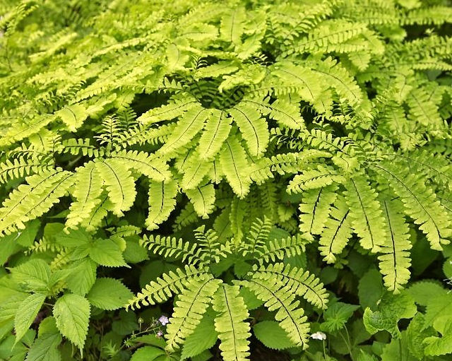 Northern Maidenhair Ferns in woodland setting