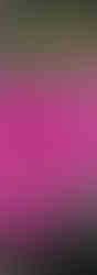 Perfecto Mundo Double Pink