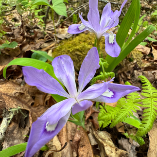 Dwarf Crested Iris