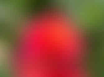 Double blooming pink and orange portulaca blooms at Painters Greenhouse