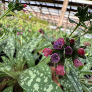 Raspberry Splash Pulmonaria