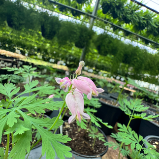 Fernleaf Bleeding Heart