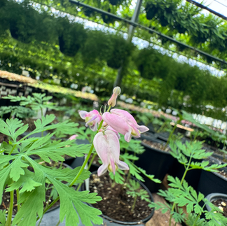 Fernleaf Bleeding Heart