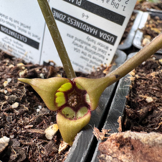 Wild Ginger
