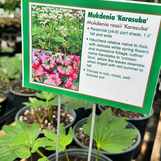 Karasuba Mukdenia