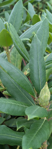 Rhodos setting next spring's flower buds