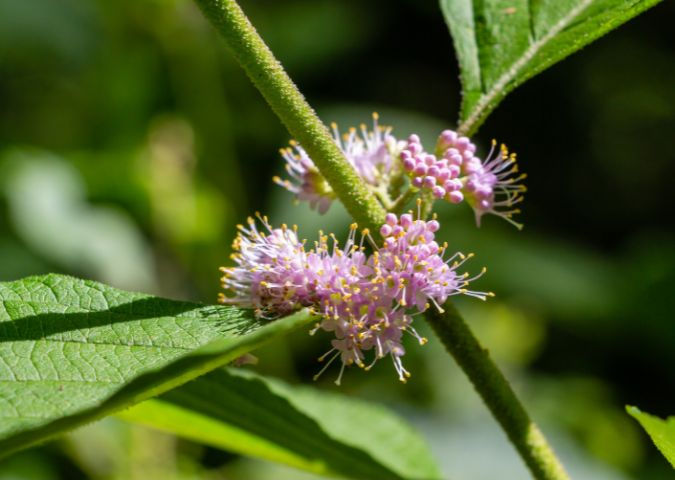 Callicarpa americana flower close-up