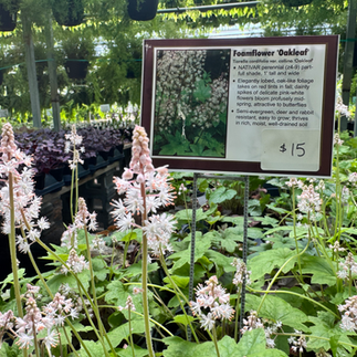 Oakleaf Tiarella