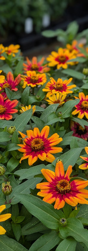 Zinnias