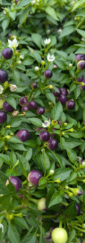 Ornamental Peppers