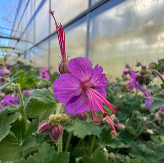 Bevan's Variety Hardy Geranium (and several others)