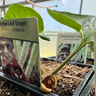 Wild Ginger