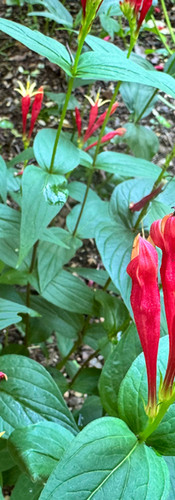 Woodland Pinkroot (Indian Pink)
