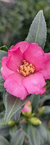 'Slim N Trim' Camellia