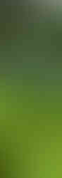 Cool Season Greens