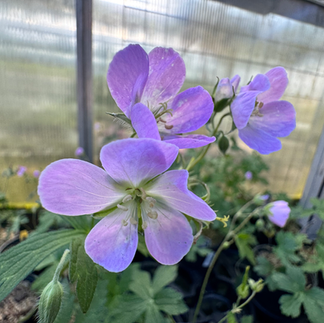 Wild Geranium