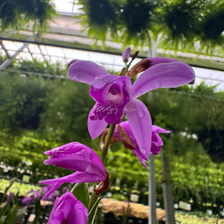 Chinese Ground Orchid (we also have Alba)