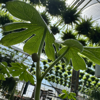 Female Mayapple
