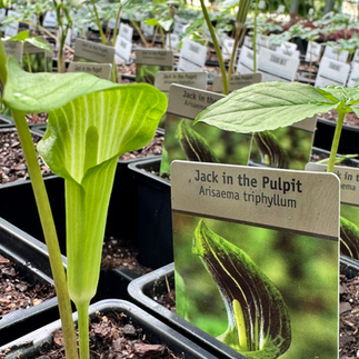 Jack in the Pulpit