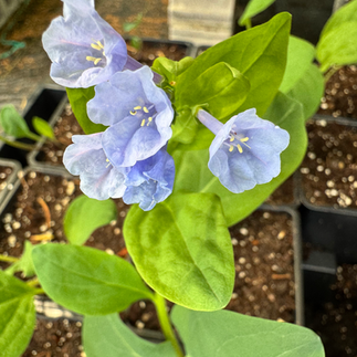 Virginia Bluebell