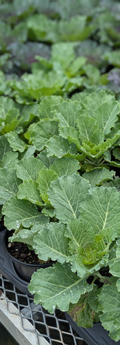 Ornamental Kale