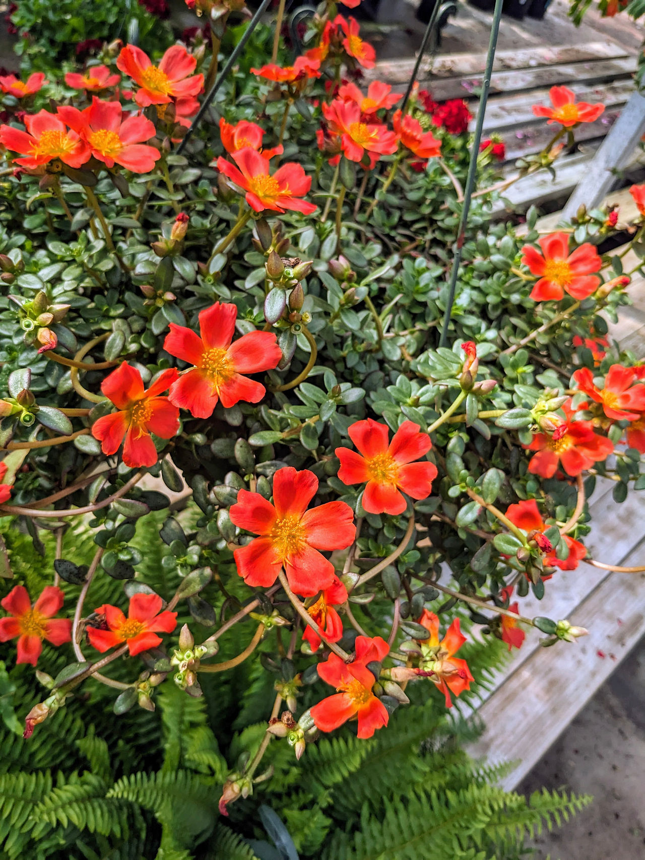 Portulaca