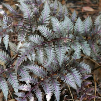 silver and purple foliage of a Japanese Painted Fern