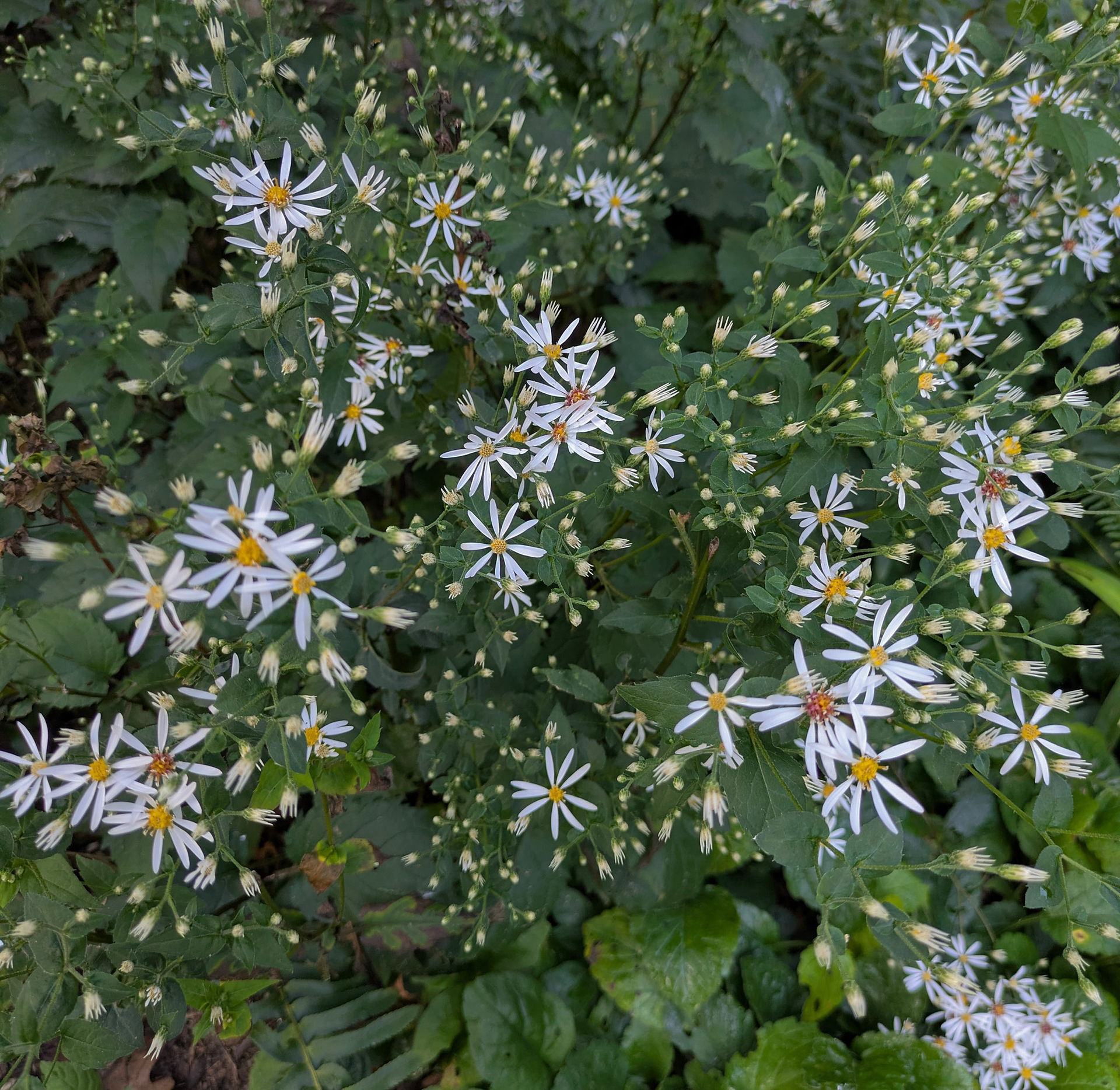 Heart-Leafed Asters