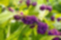 Callicarpa americana, American Beautyberry