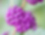 Not Just a Looker! The Many Benefits of the American Beautyberry