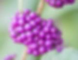 Not Just a Looker! The Many Benefits of the American Beautyberry