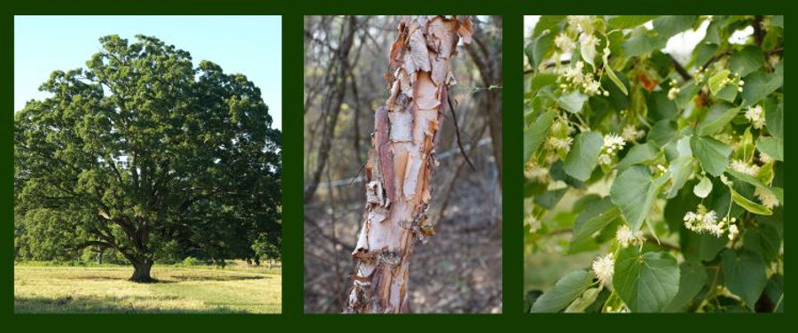 Overwhelmed?  Start with Keystones!