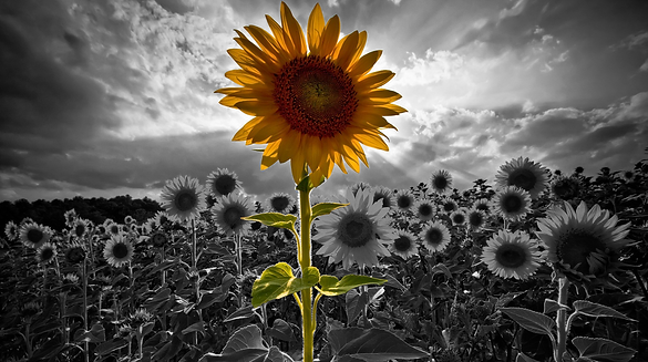 sunflower.png