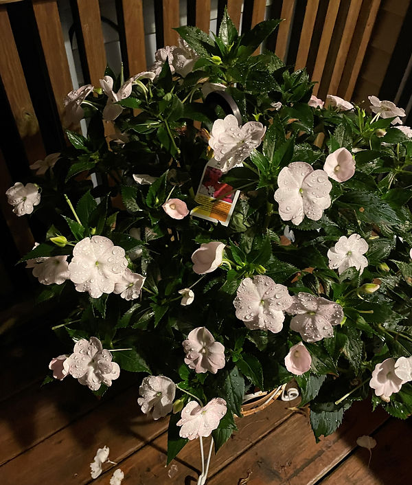 WhitePlant_IMG-5394.jpg