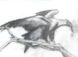 Jessica Brauman- Wedge-Tailed Eagle