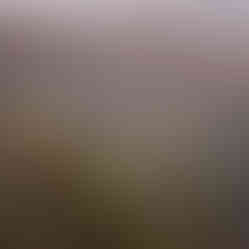 Layered autumn forest with pale tree trunks and muted fall colors in soft haze