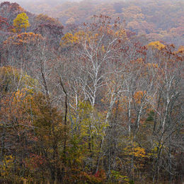 Layered autumn forest with pale tree trunks and muted fall colors in soft haze