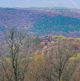 Rolling hills covered in autumn forest with mixed fall colors