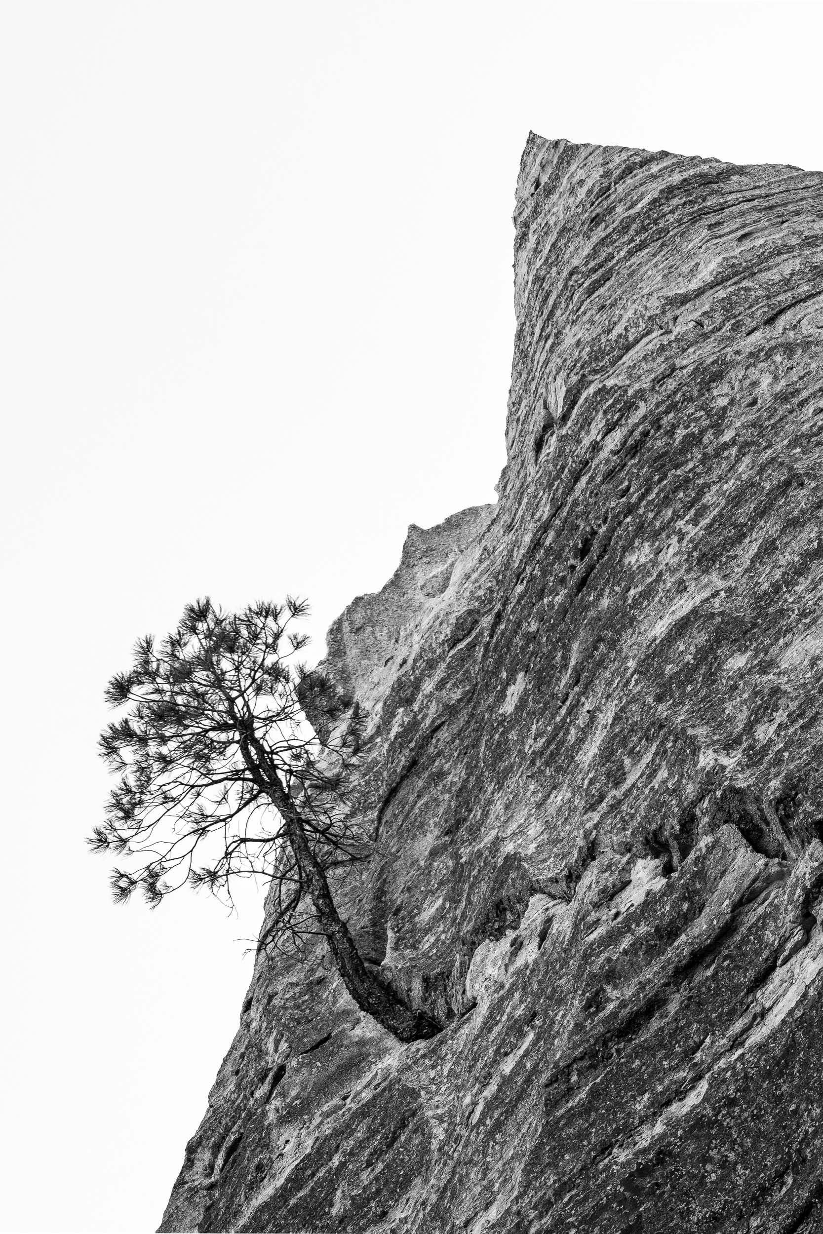 Stalwart Pine