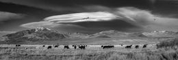 Cattle grazing in field beneath dramatic clouds in black and white