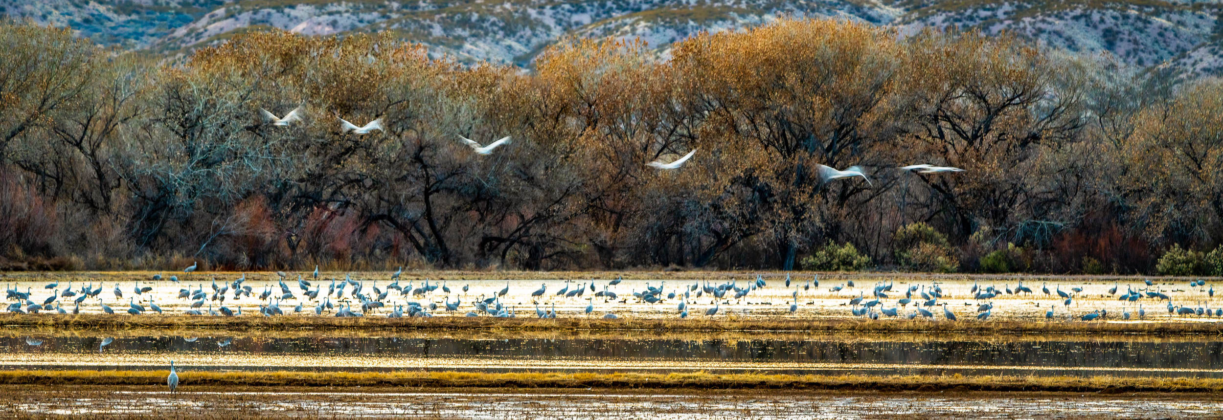 Taking Flight
