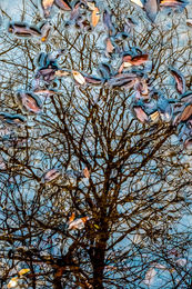 Abstract reflection of tree branches and floating leaves in water