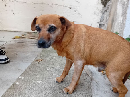 Nouvel animal retrouvé : Totor, chien fugueur