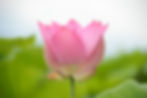 Special Event - Meditation Workshop in English