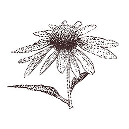 Botanische Illustration für ERVA Medica AG, Verpackungskonzept von Daniel Zwimpfer