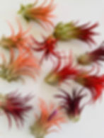 Air Plants we Work With in Jupiter, Florida