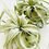 Thumbnail: Tillandsia Xerographica 4"-10"